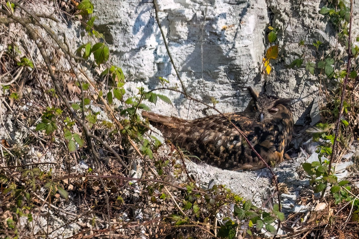 Eurasian Eagle-Owl - ML638721699