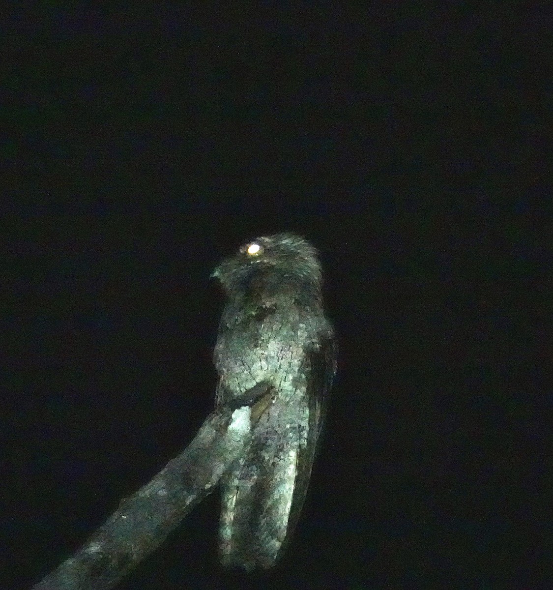 Northern Potoo - ML638721715