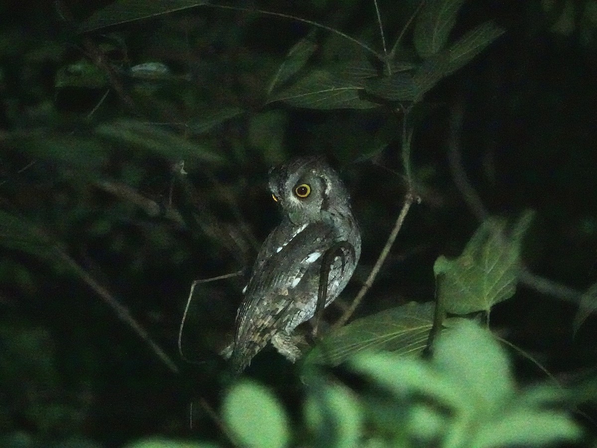 Pacific Screech-Owl - ML638721726