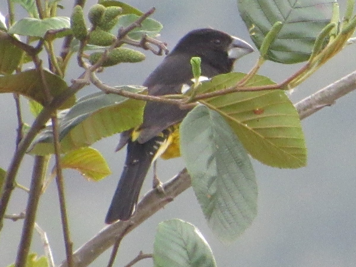 Black-backed Grosbeak - ML638721733