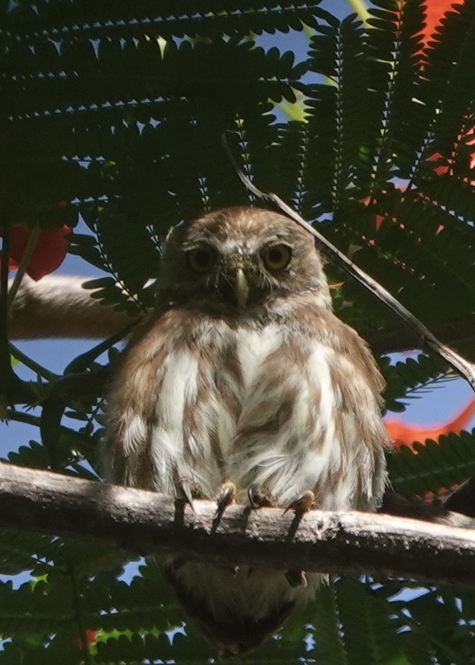 Ferruginous Pygmy-Owl - ML638721817