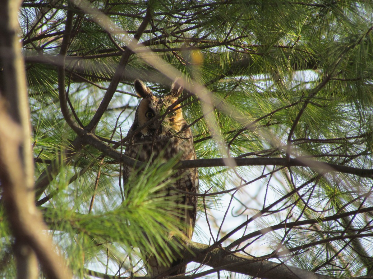 Long-eared Owl - ML638721823