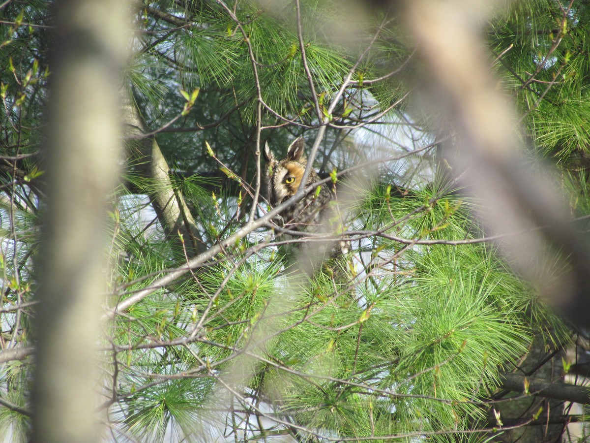 Long-eared Owl - ML638721824