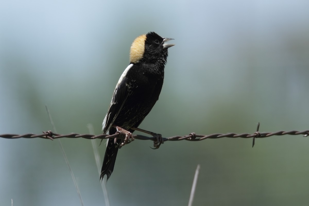Bobolink - ML638721861