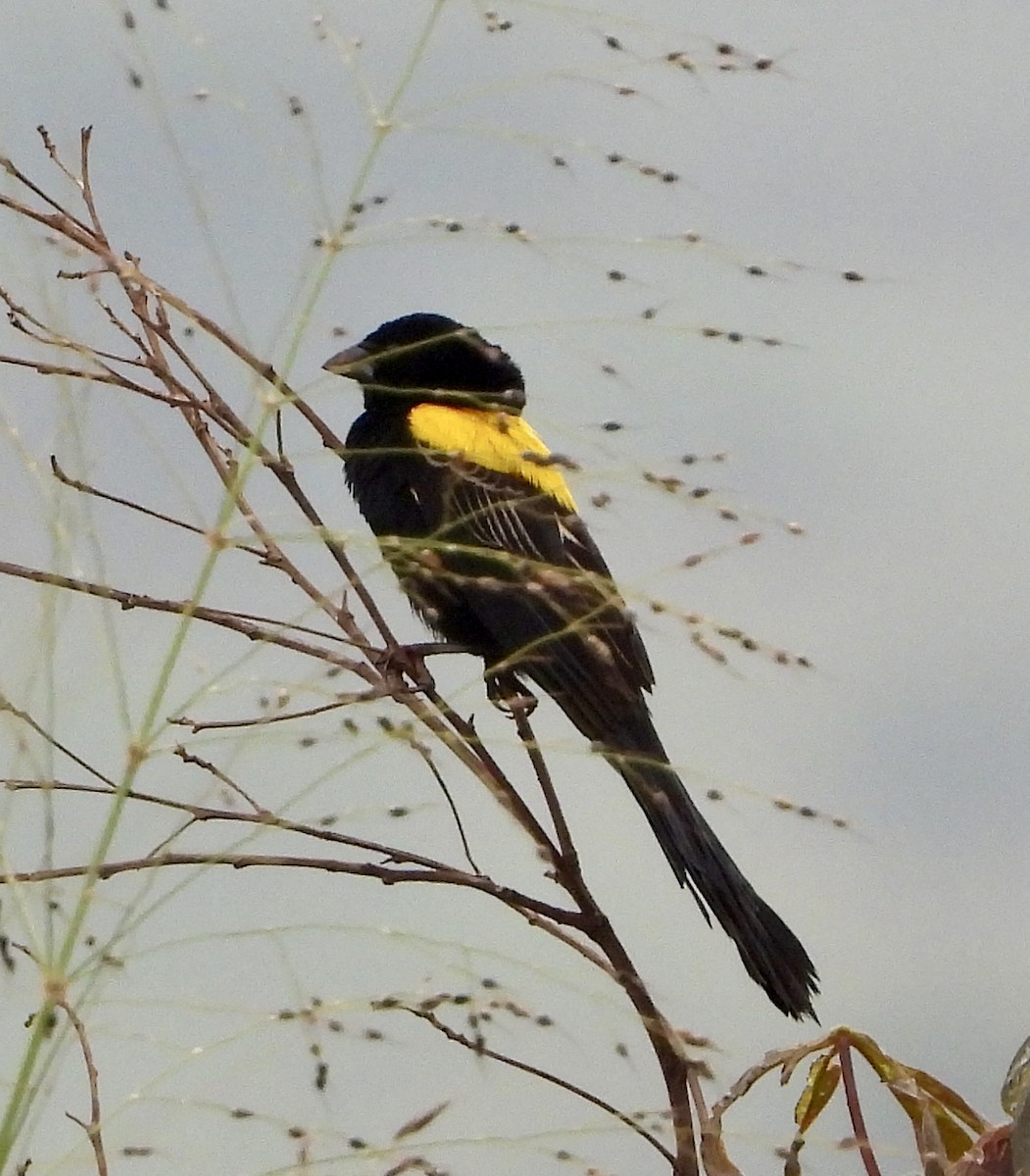 Yellow-mantled Widowbird - ML638721914
