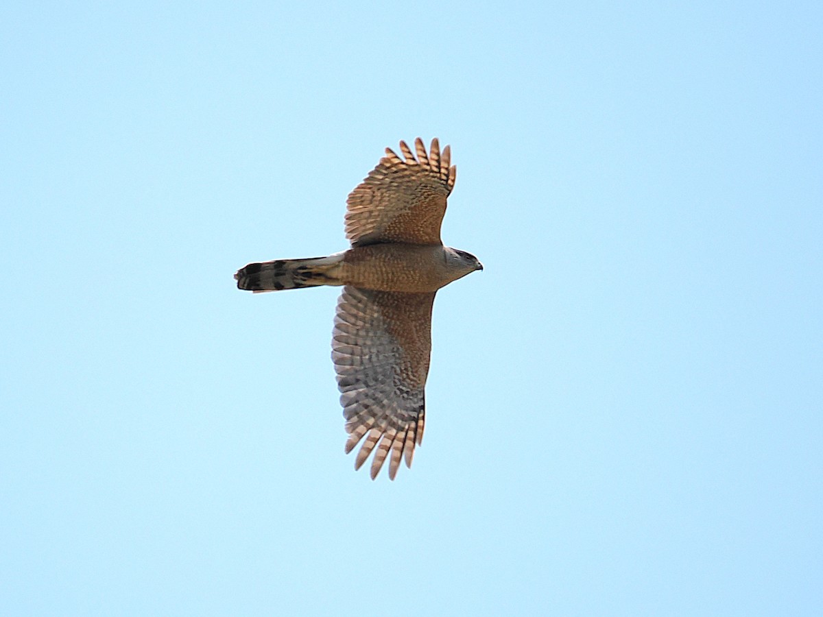 Cooper's Hawk - ML638722022