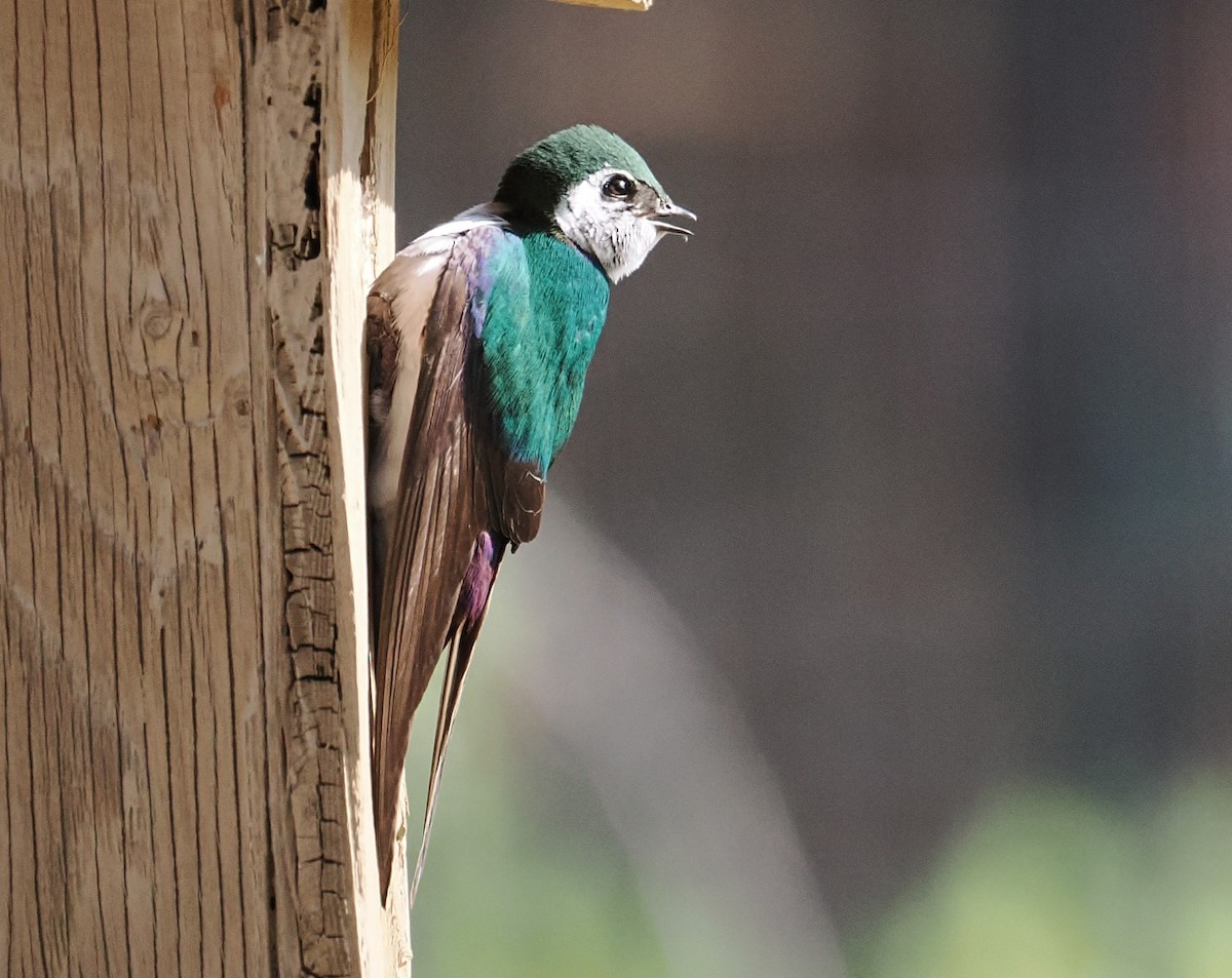 Violet-green Swallow - ML638722023