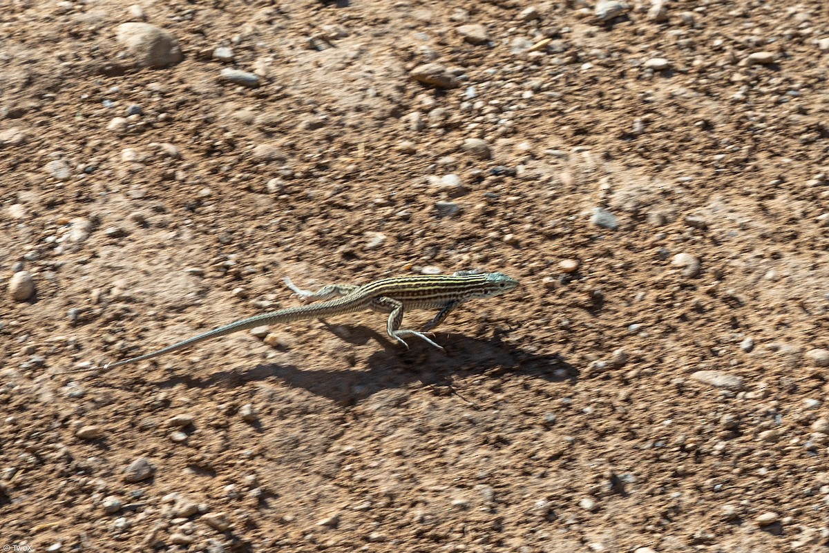 New Mexico Whiptail - ML638722027