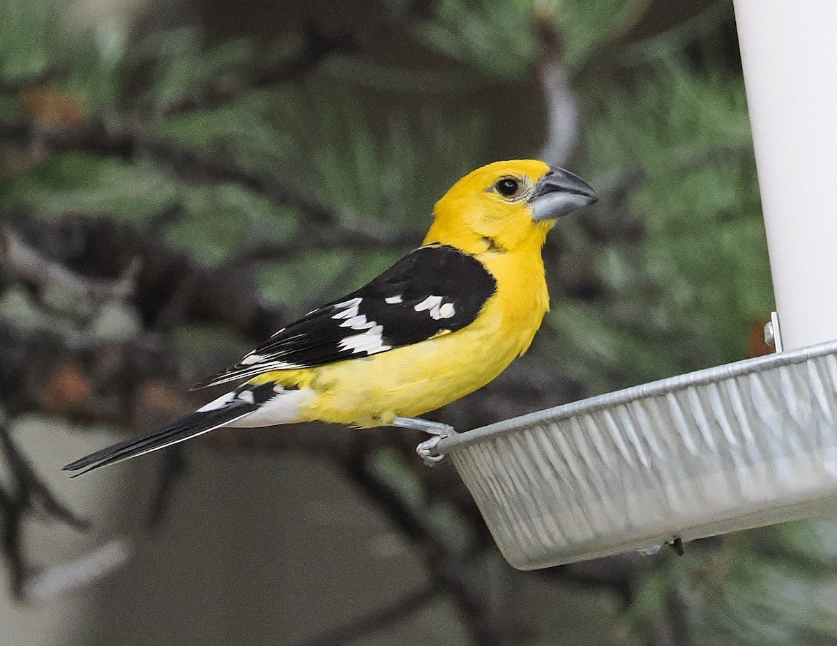 Yellow Grosbeak - ML638722039
