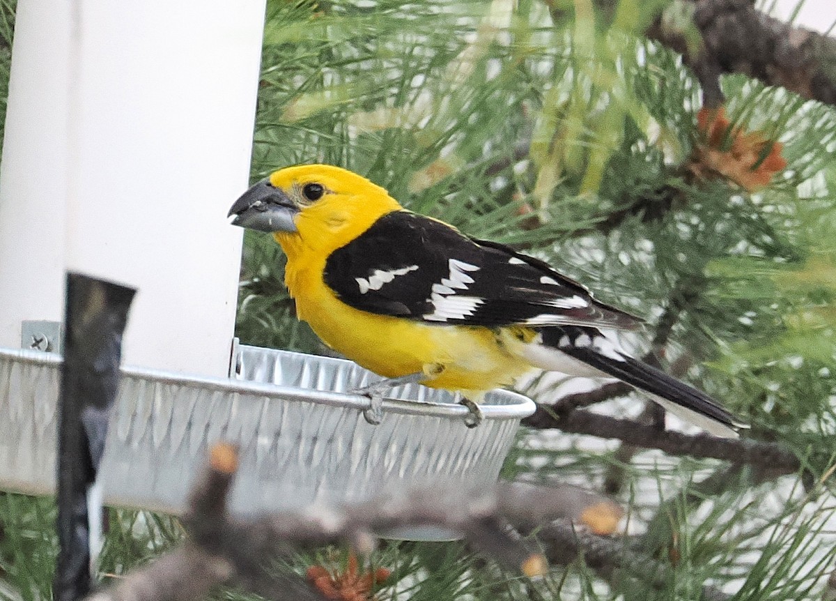 Yellow Grosbeak - ML638722051