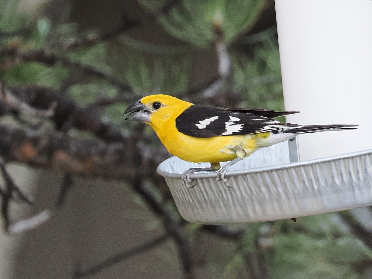 Cardinal jaune - ML638722061