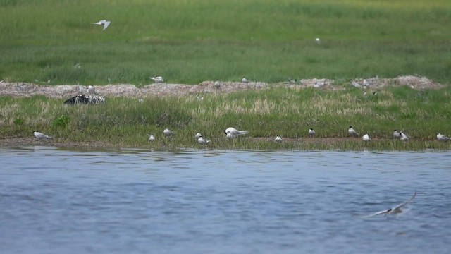 Sandwich Tern - ML638722071