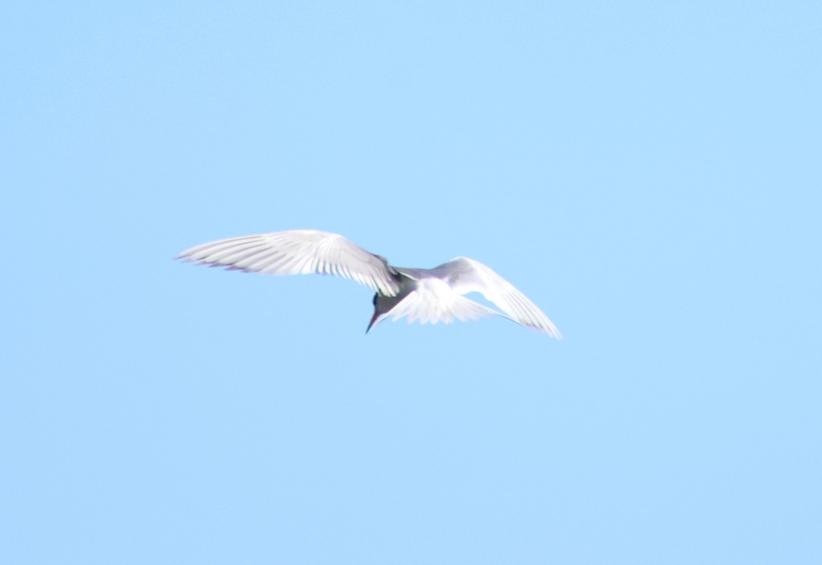 Forster's Tern - ML638722093