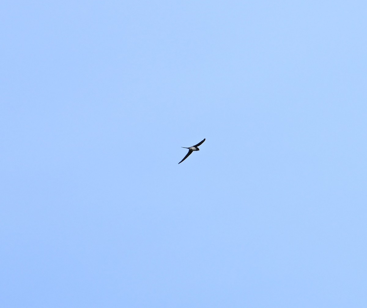 Crested Treeswift - ML638722191
