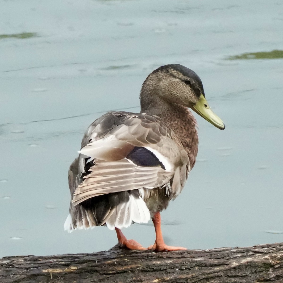 マガモ - ML638722289