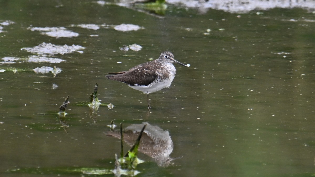 Solitary Sandpiper - ML638722303