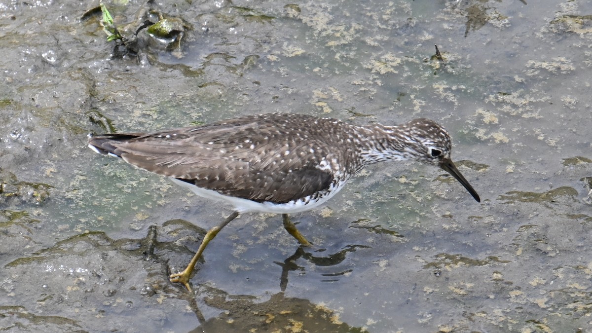 Solitary Sandpiper - ML638722307