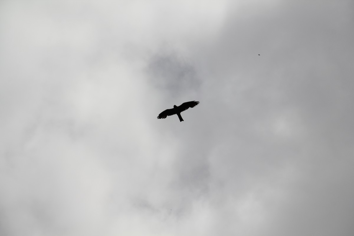 Mississippi Kite - ML638722471