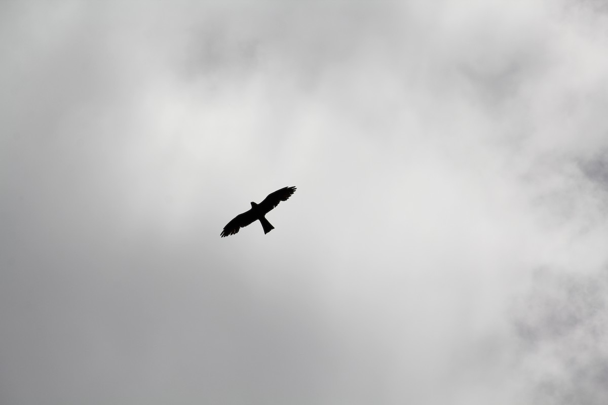 Mississippi Kite - ML638722472