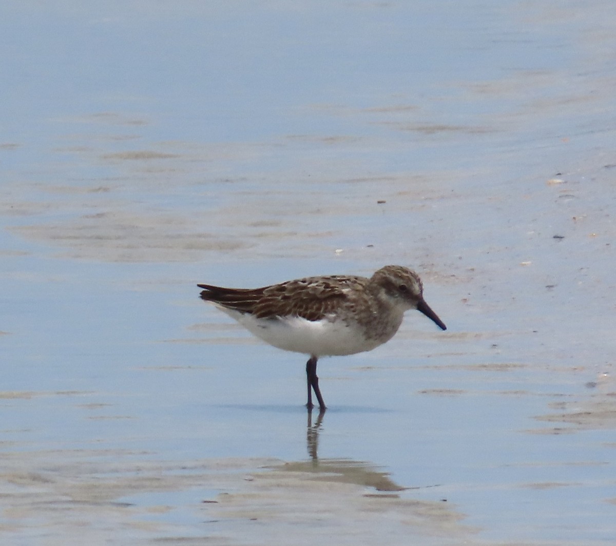 Semipalmated Sandpiper - ML638722532