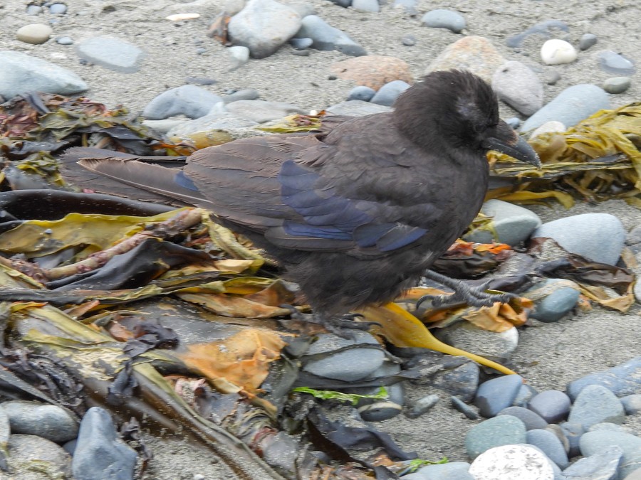 American Crow - ML638722567
