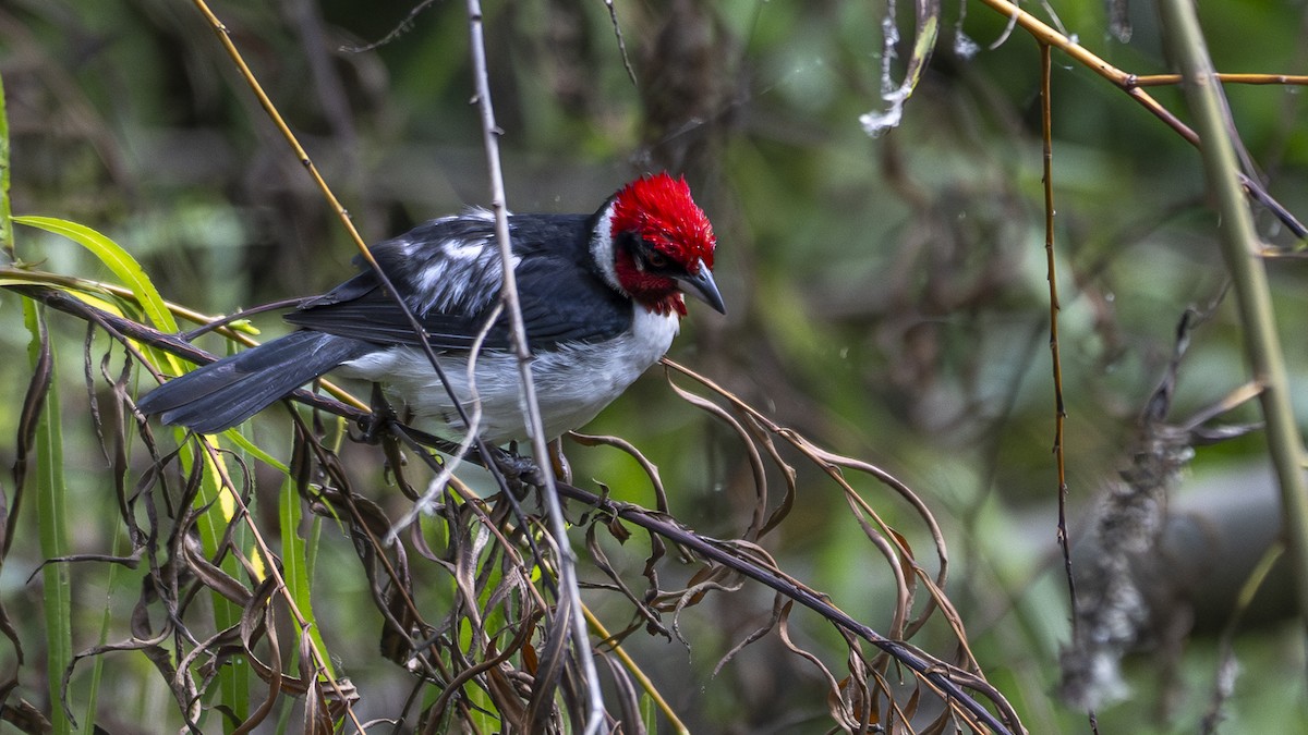 Masked Cardinal - ML638722569