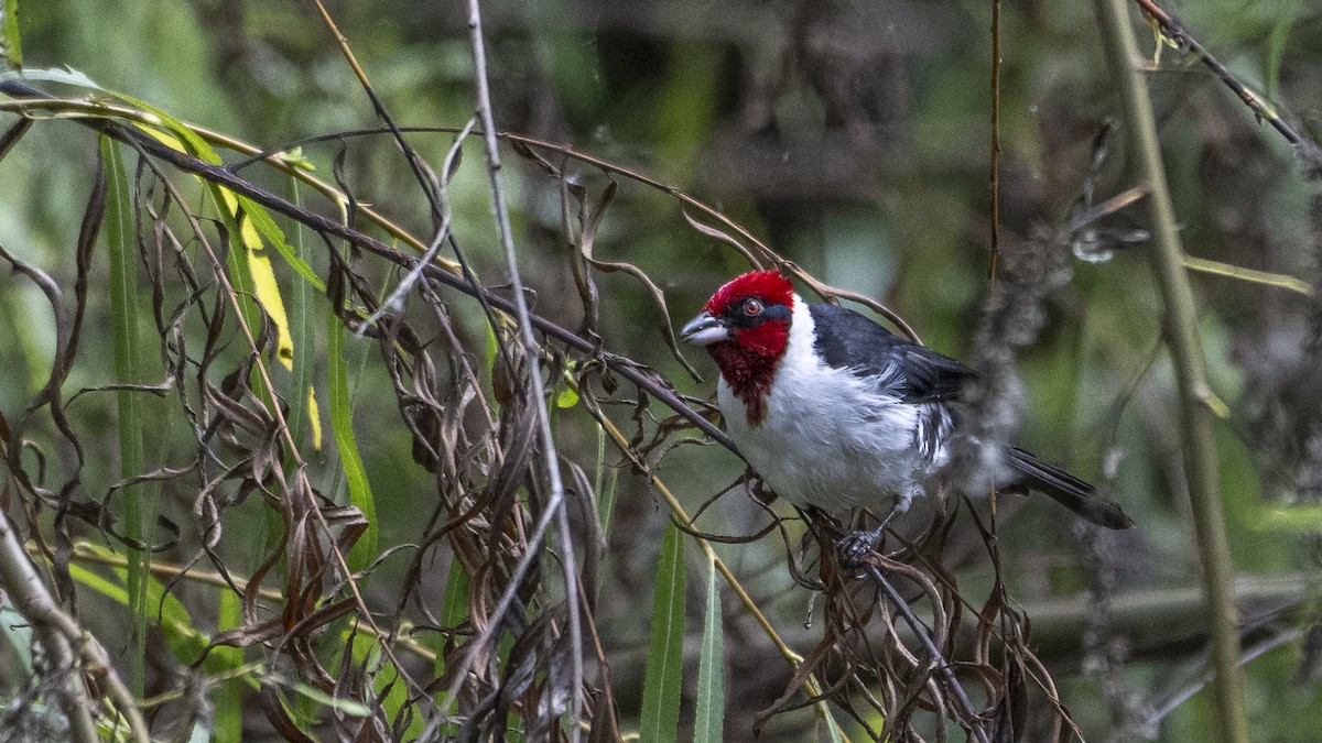 Masked Cardinal - ML638722570