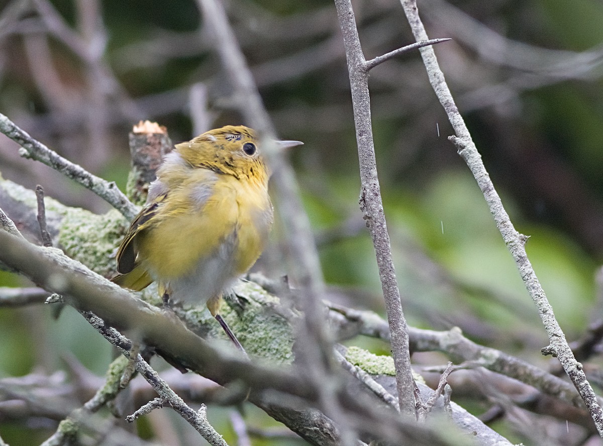 Yellow Warbler - ML638722572