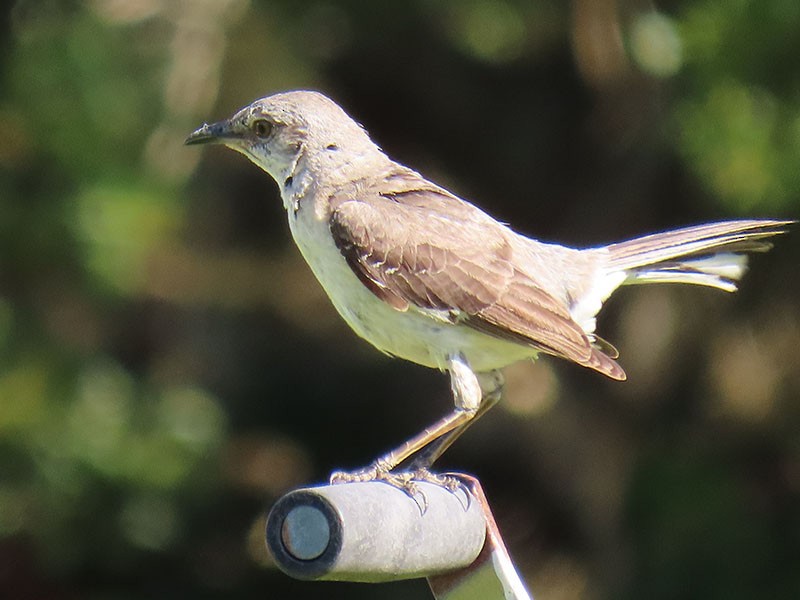 Northern Mockingbird - ML638722575