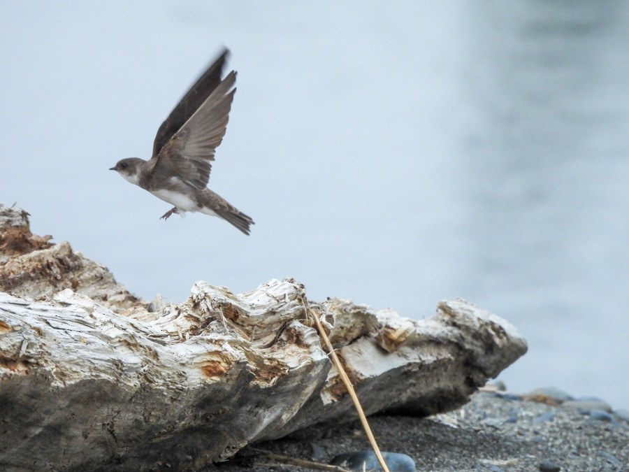 Bank Swallow - ML638722577
