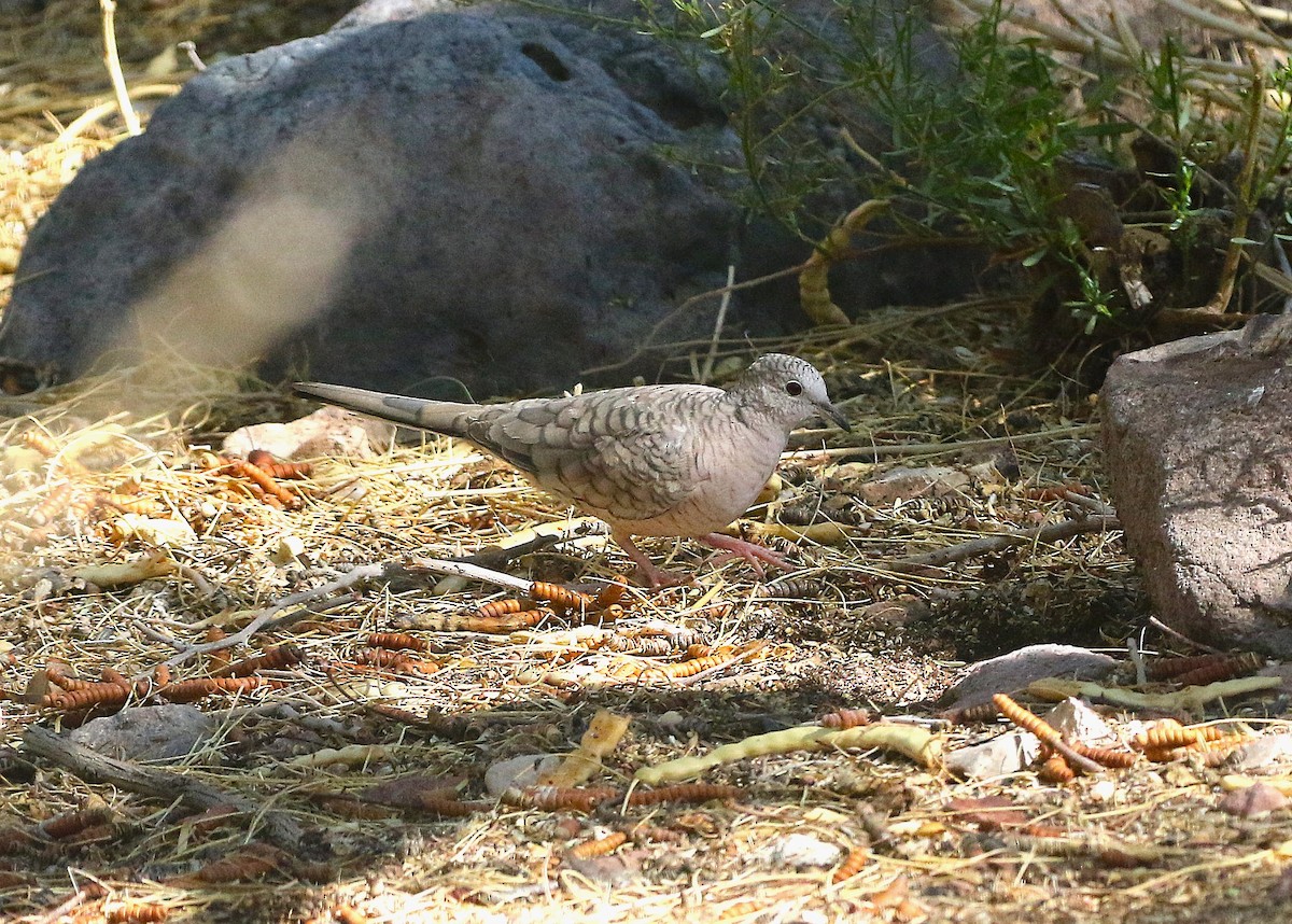 Inca Dove - ML638722581
