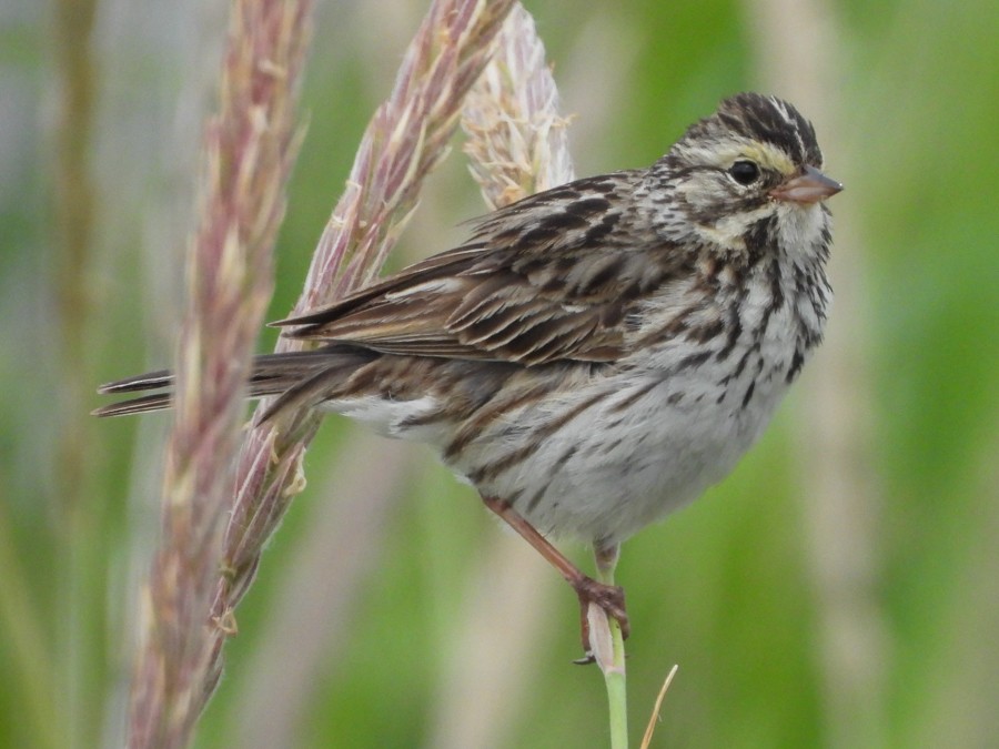 Savannah Sparrow - ML638722592