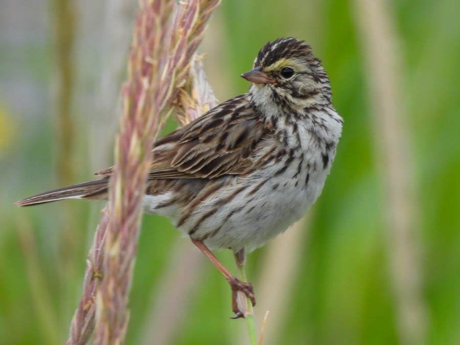 Savannah Sparrow - ML638722593