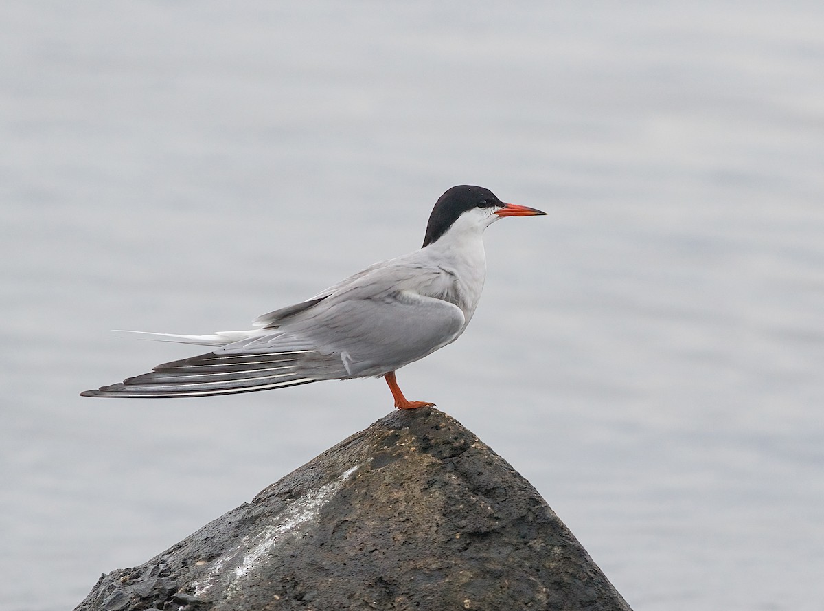 Common Tern - ML638722602