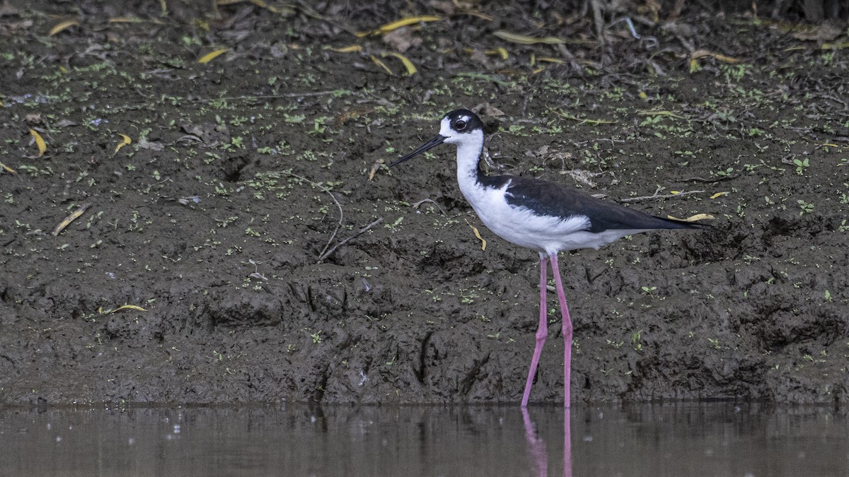 Black-necked Stilt - ML638722603