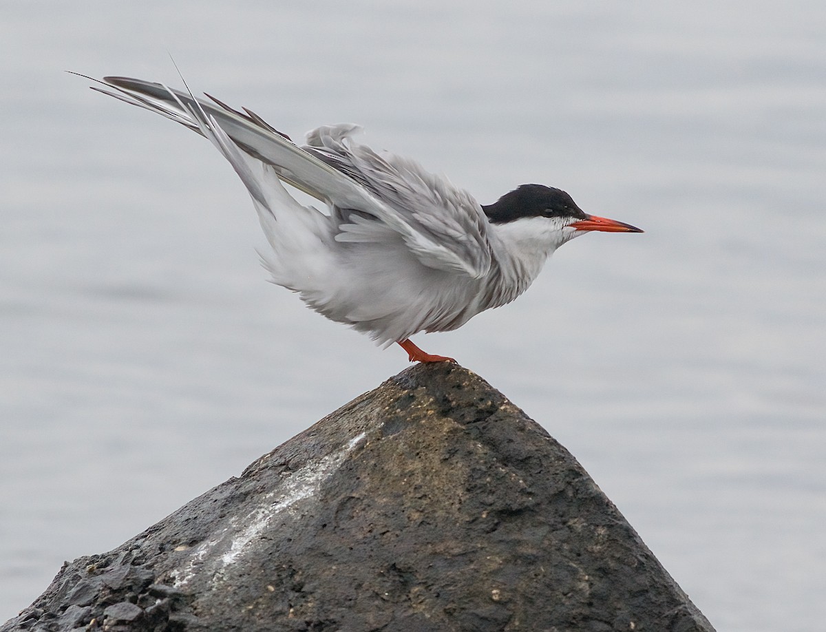 Common Tern - ML638722604
