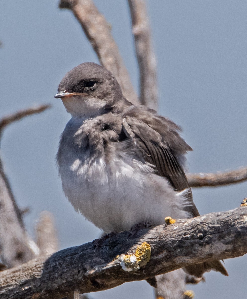 Tree Swallow - ML638722605
