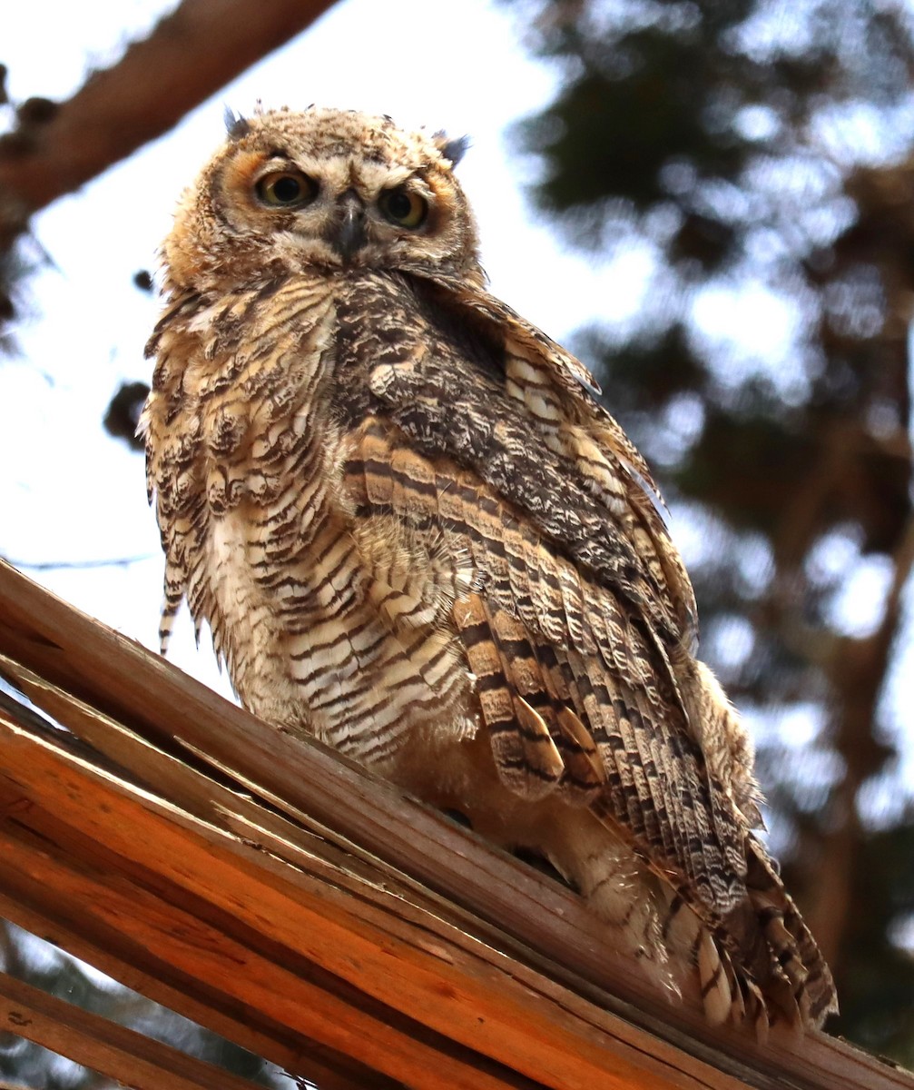 Great Horned Owl - ML638722610