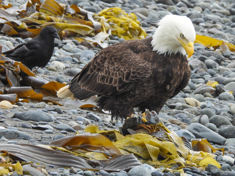 Bald Eagle - ML638722616