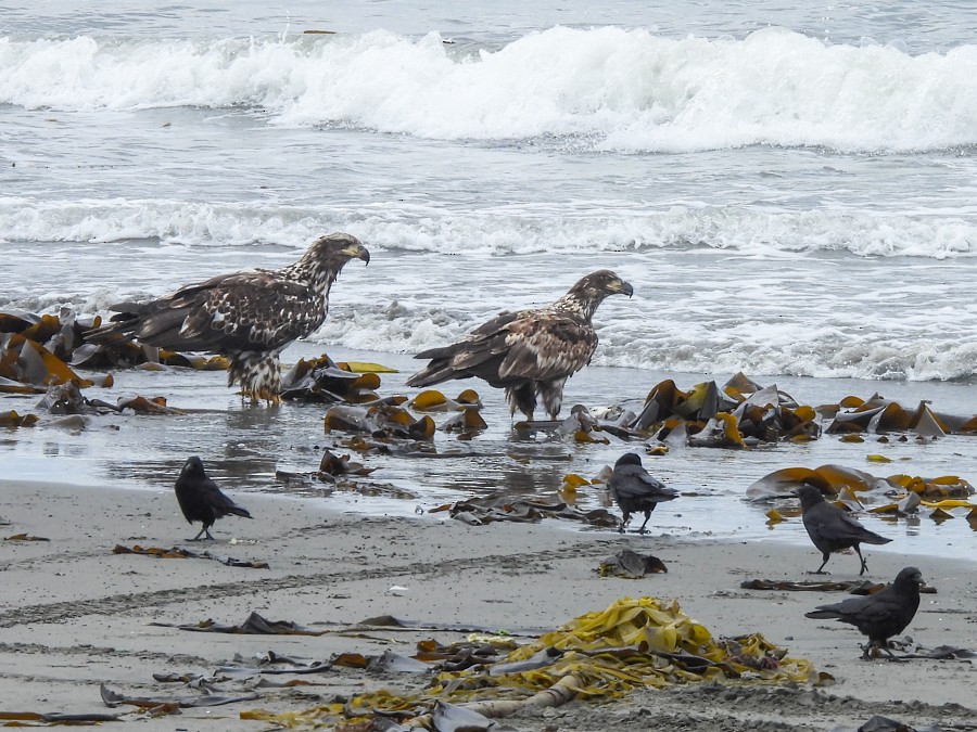 Bald Eagle - ML638722617
