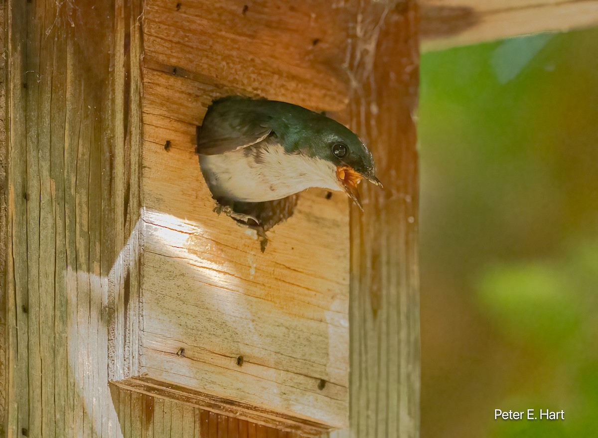 Tree Swallow - ML638722619