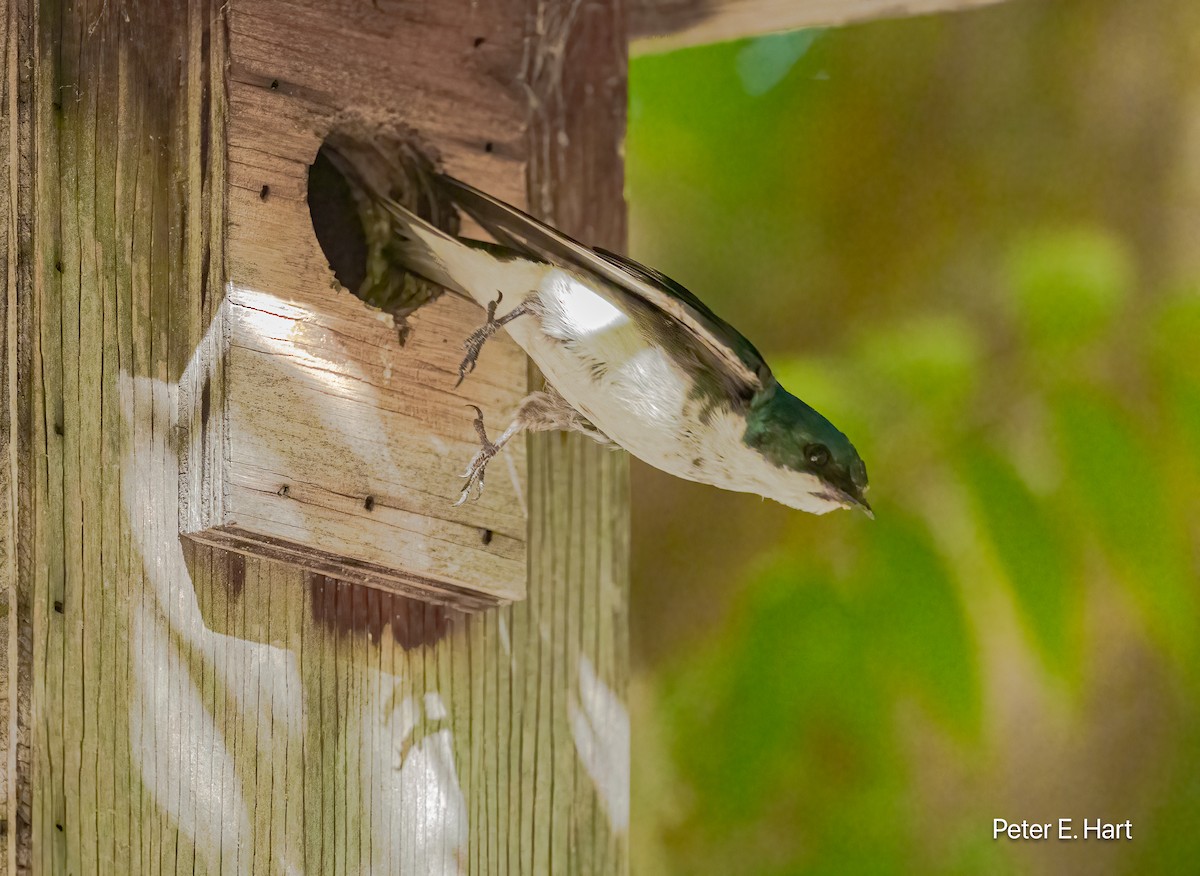 Tree Swallow - ML638722621