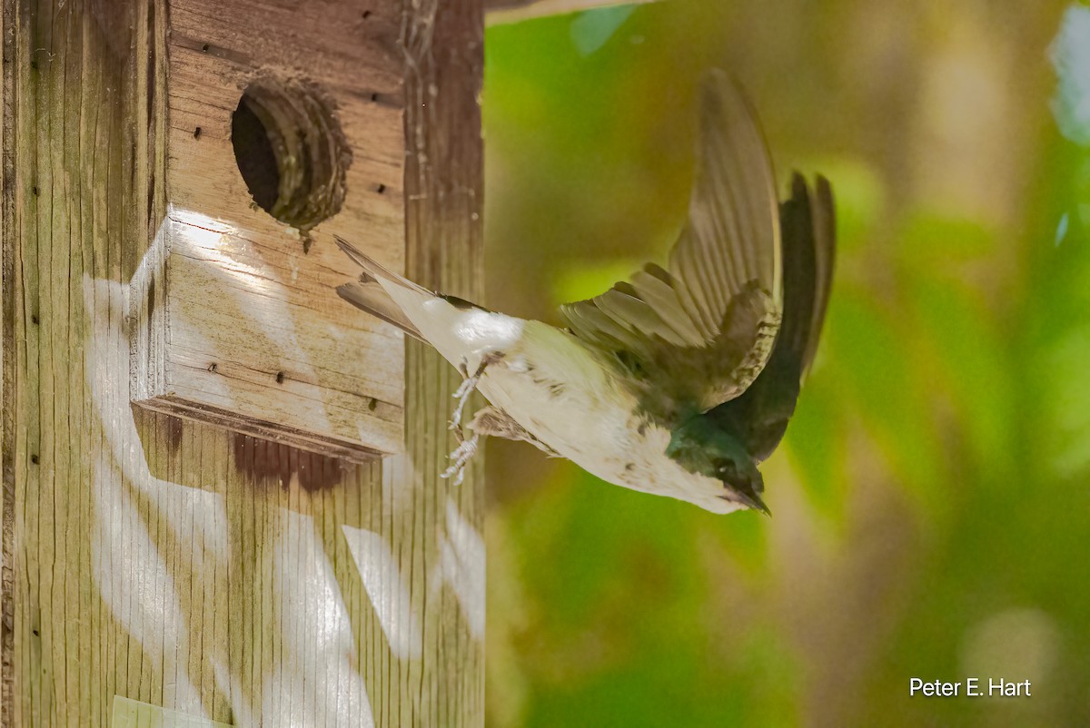 Tree Swallow - ML638722622