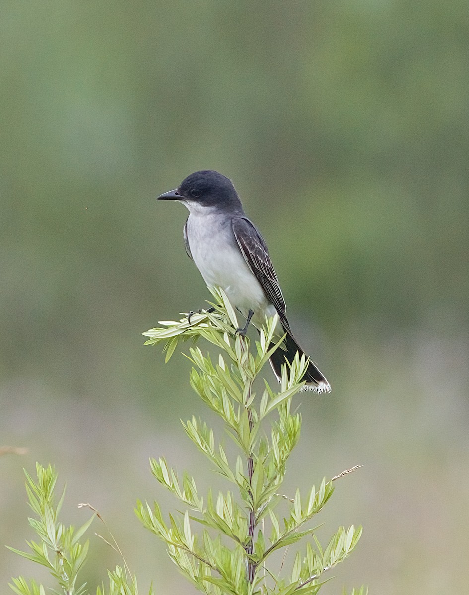 Eastern Kingbird - ML638722623