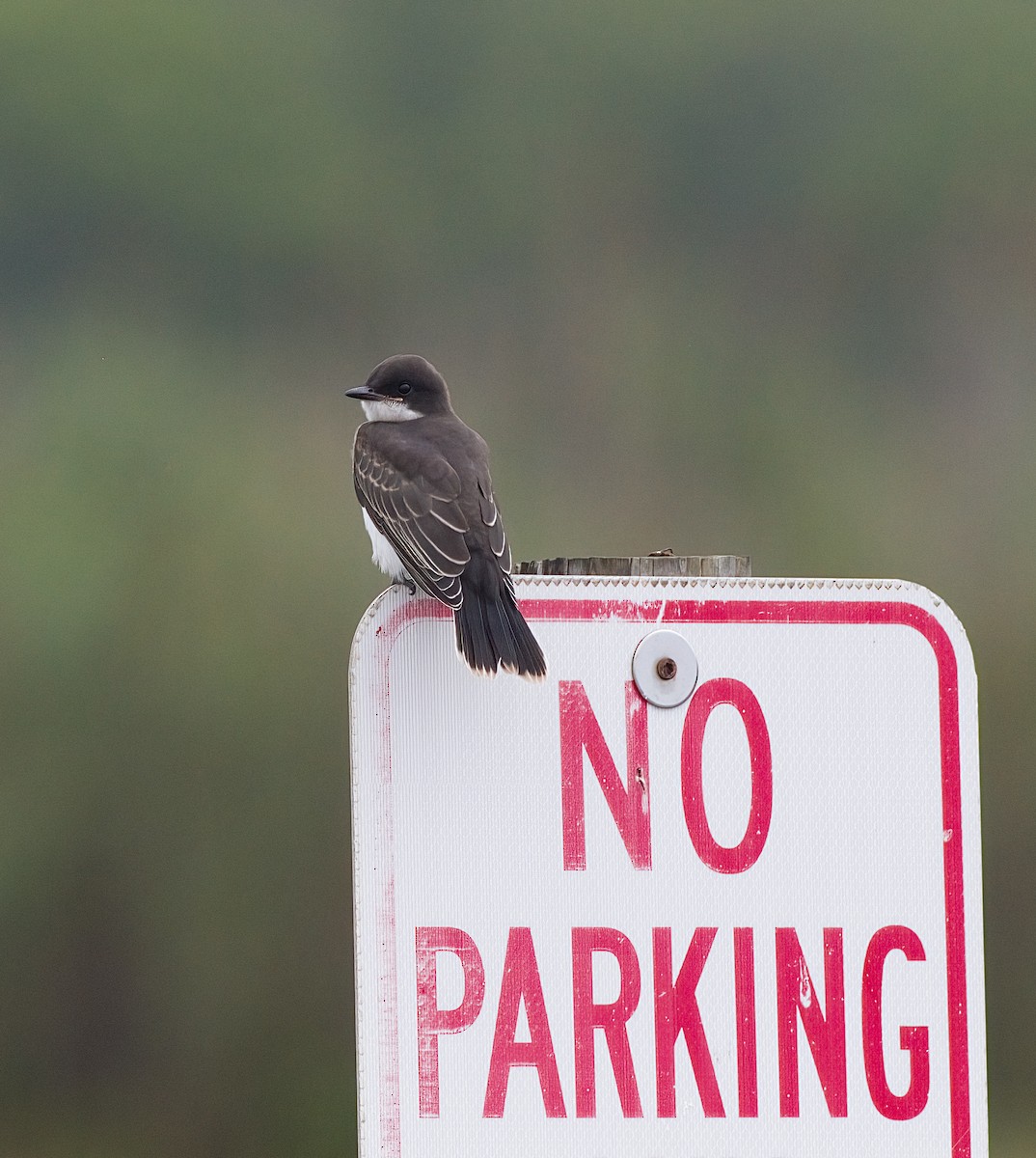 Eastern Kingbird - ML638722629