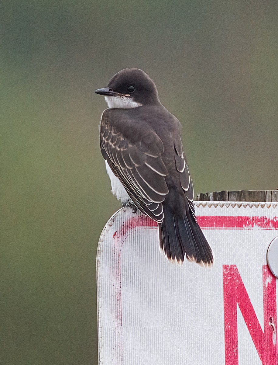 Eastern Kingbird - ML638722631