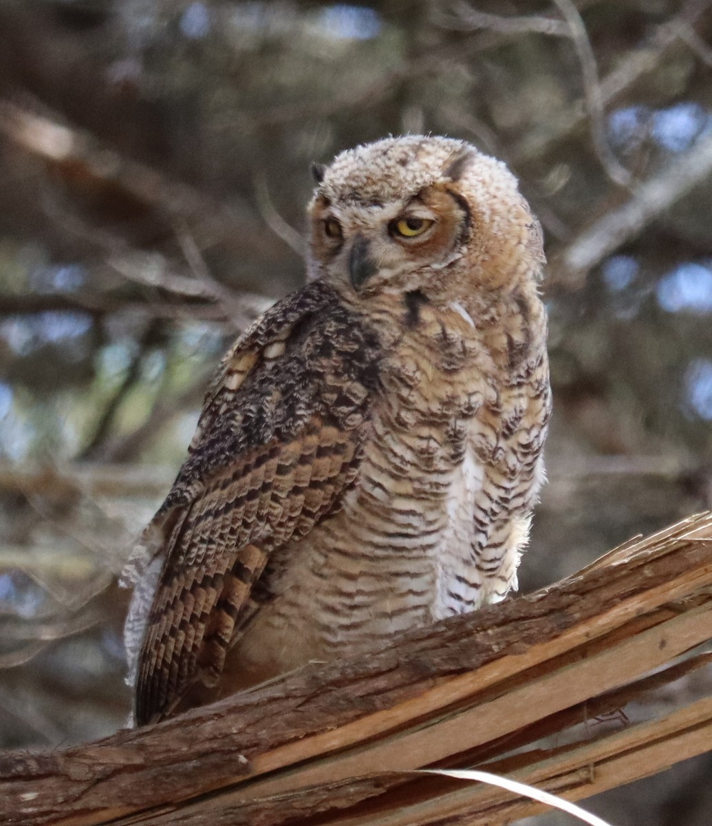 Great Horned Owl - ML638722639