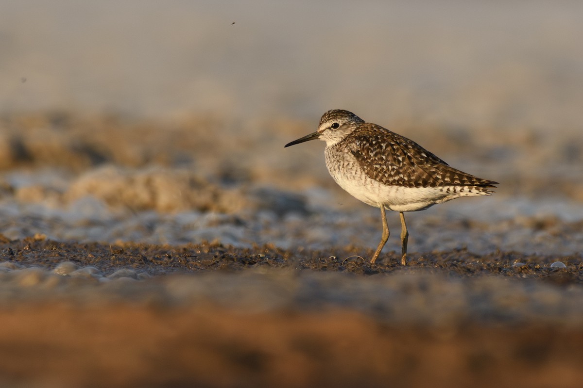 Коловодник болотяний - ML638722649