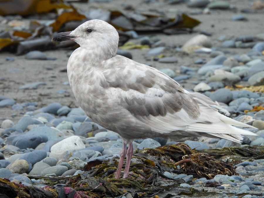 Glaucous-winged Gull - ML638722679