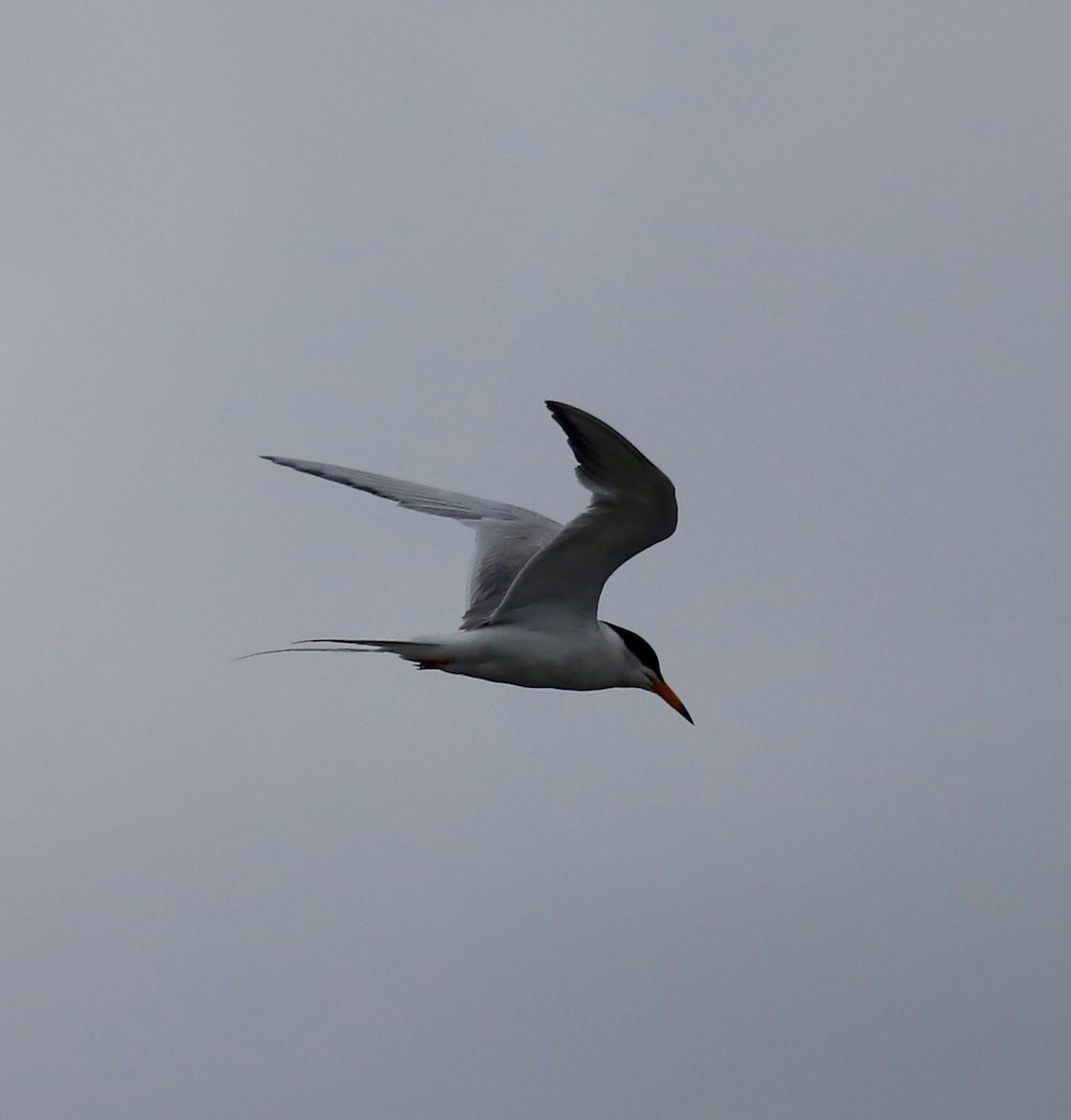 Forster's Tern - ML638722685